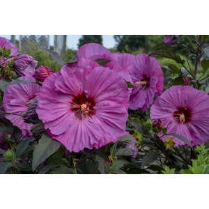 Ibištek bahenný (Hibiscus moscheutos) ´BERRY AWESOME´® - výška 50-80 cm, kont. C5L